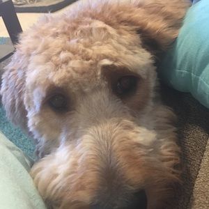 Meet your Posher, Carolyn